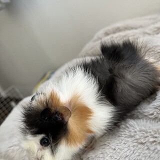 アビシニアンモルモットのモアちゃんです。