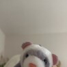 フェレット好きすぎて彼がくれたフェレ助