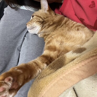 腕枕を申し出るﾈｯｺ/ᐠ .ˬ. ᐟ\ﾉ