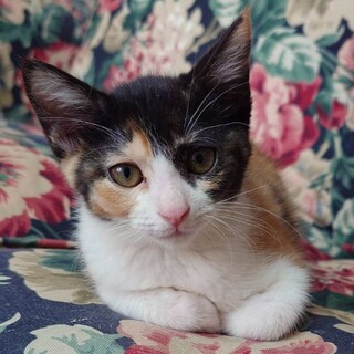 ���킢���ɂ�B�C�N�������