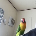 ルリコシボタンインコ女の子