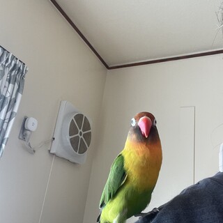 ルリコシボタンインコ女の子