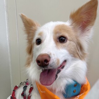 天真爛漫なミックスの女の子ベルちゃん