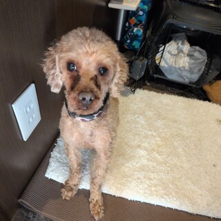 里親様募集します。