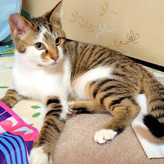 アメショMIXのキジ白「びび」くん