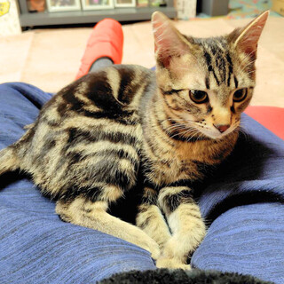 背中のアメショ模様がきれいなキジトラ「あめ」君