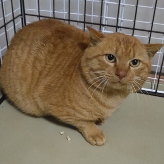 ポッチャリ体形の茶トラ猫