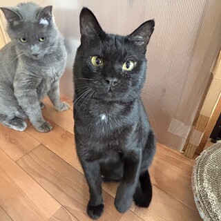 【4/5赤羽橋】常に人のそばに★マイペースな子