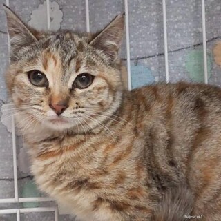 ちょっとシャイ猫大好きまんまるお顔のでじまちゃん