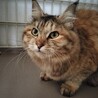 トライアル中〜ふわふわの女の子 サムネイル2