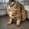 トライアル中〜ふわふわの女の子 サムネイル3
