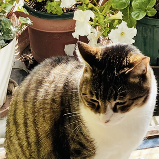 五歳男の子、去勢済み