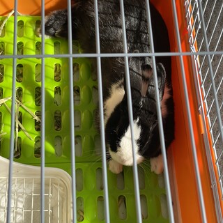 元気なうさぎの女の子6〜7か月