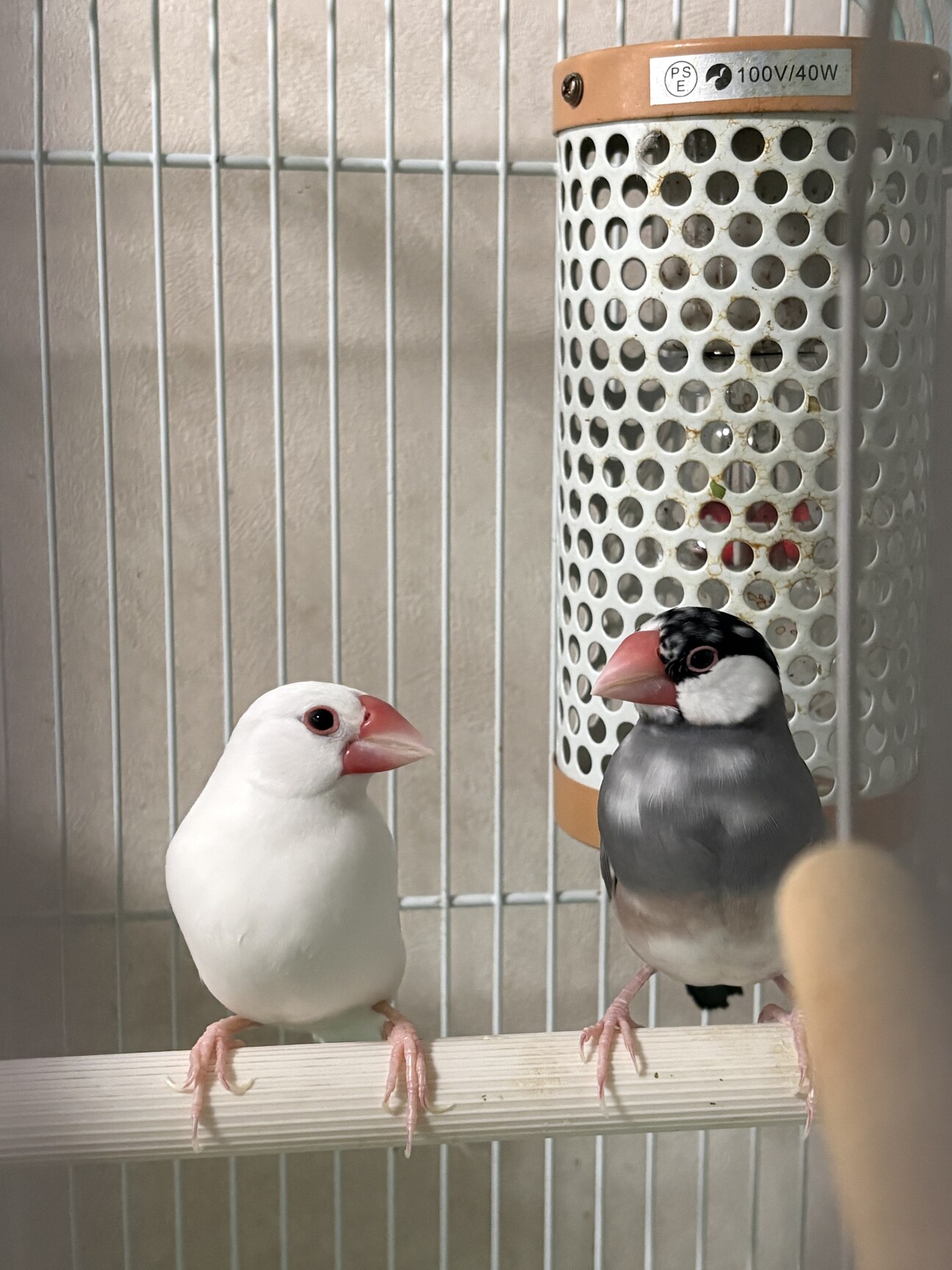 文鳥ペア」東京都 - 鳥の里親募集(536539) :: ペットのおうち【里親