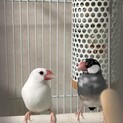 文鳥ペア