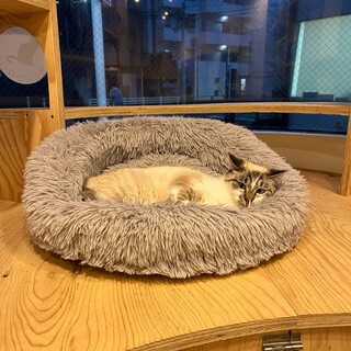 シャム柄＆ブルーの瞳が美しいすすむくん