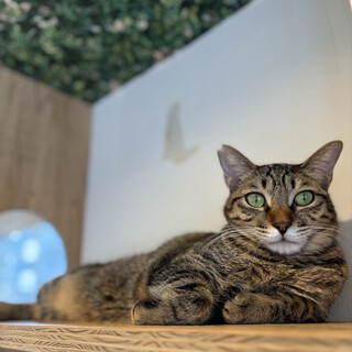 人慣れ修行頑張った！実は甘えん坊な男の子なんです！