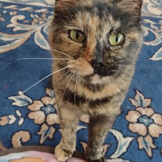 【トライアル中】野良猫のミィちゃん(メス) 