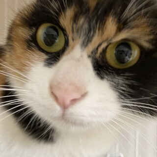 まん丸ボディ！とっても大人しくて綺麗な三毛猫です♪