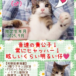 秘密結社ねこのひげ♡保護猫譲渡会 サムネイル2