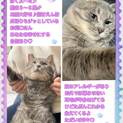 秘密結社ねこのひげ♡保護猫譲渡会 サムネイル3
