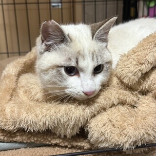 ラグドール風、とても慣れてます