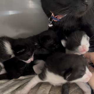 チワワのお豆腐くん♂4ヶ月」大阪府 - 犬の里親募集(373210