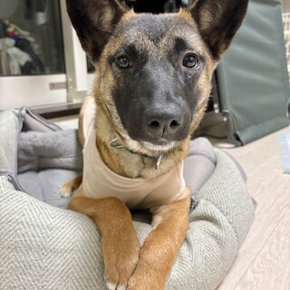 ミニ・シェパード(野犬の子だけどね)