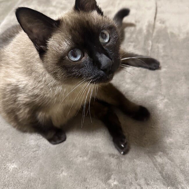 りな Sのカバー写真