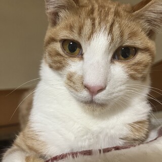 まんまるフワフワ可愛い茶白の男の子♪