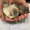 ラムネ12