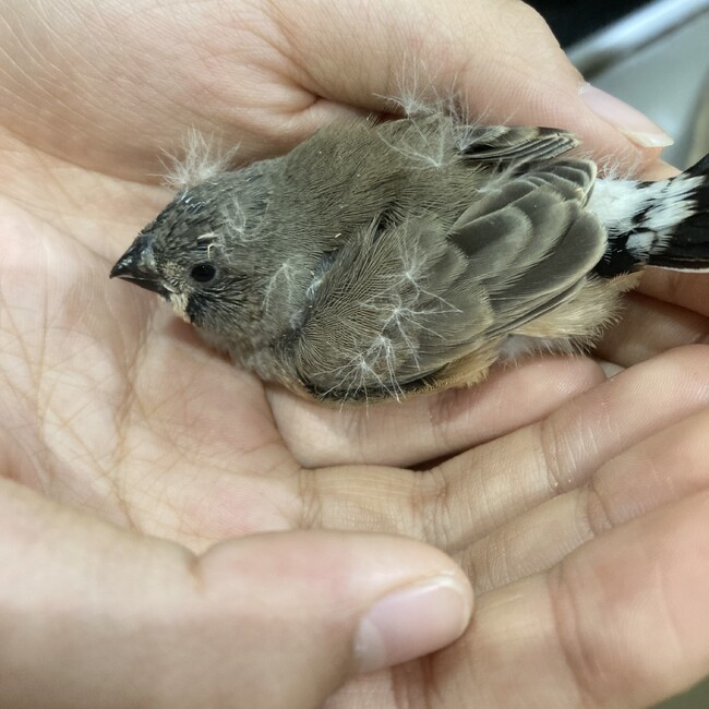ラムネ12のカバー写真