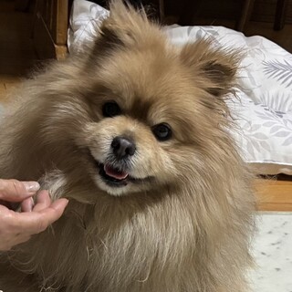 どすこい！でかポメ【テッド君】