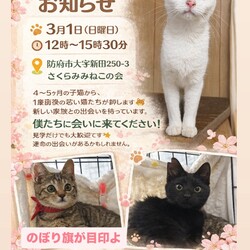 ほごねこ譲渡会