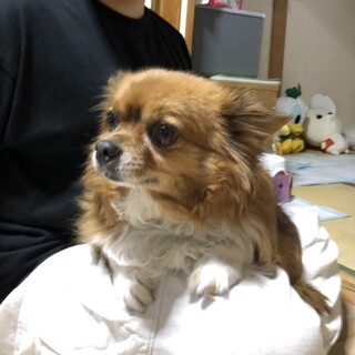 ロングコートチワワ【一茶/いっさ君】