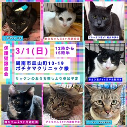 保護ねこ譲渡会in周南市