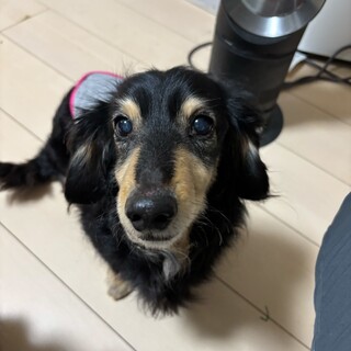 そっと寄り添うMダックス「ロイ君」