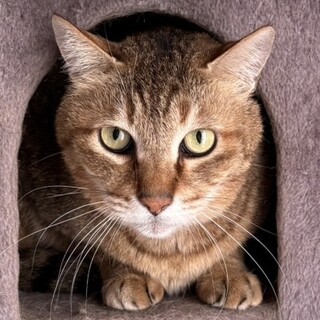 猫思いの優しいむっちくん