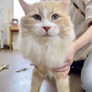  綺麗なクリーム&ホワイトの男の子。