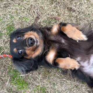 超甘えん坊Mダックス【ララちゃん】