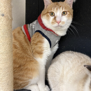 なでなで大好き優しいともくん