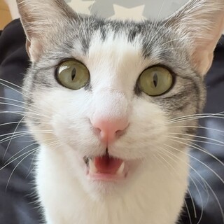 人懐っこい女の子