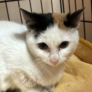 里親決定★白三毛あみちゃん避妊済