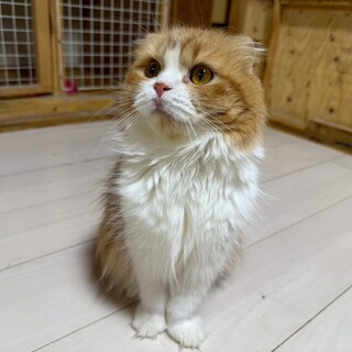 まんまる長毛猫ちゃんいも