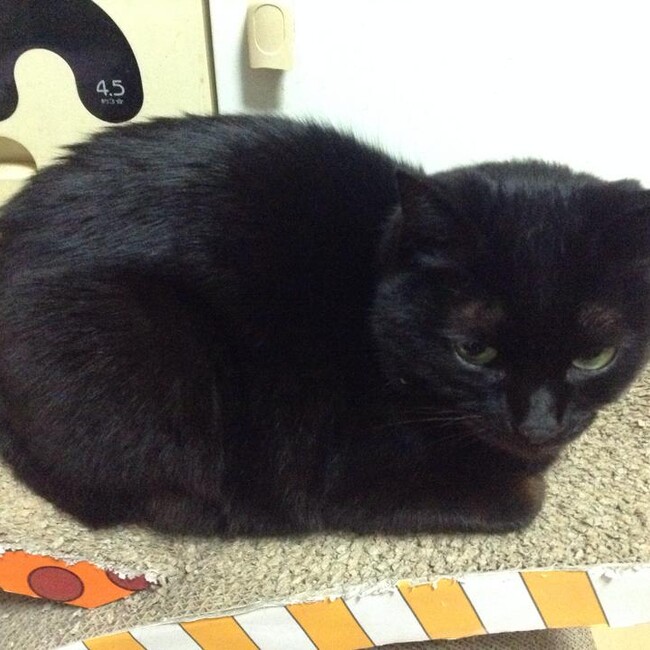 ドヤコンガのカバー写真