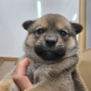 推定1ヶ月兄妹、男の子②