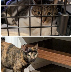 ［ふうま君］と［あんずちゃん］についての医療報告