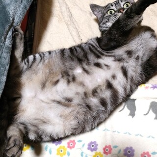 アメショMIX？洋猫風味ゴロニャンなサバトラくん♪