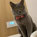 スコティッシュフォールド 4歳の元気な男の子です