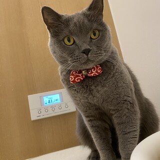 スコティッシュフォールド 4歳の元気な男の子です